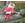 Conjunto jubón + cubre niña coleccion christmas  de Lolittos (Navidad) - Imagen 2
